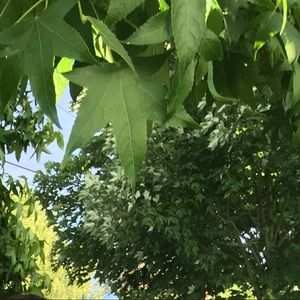 Meet your Posher, Cody